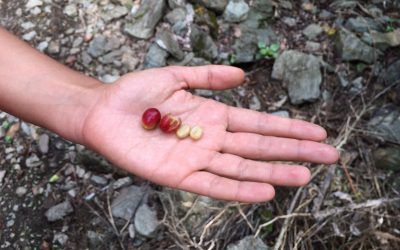 Grano de café peruano en mi mano durante el Camino Inka