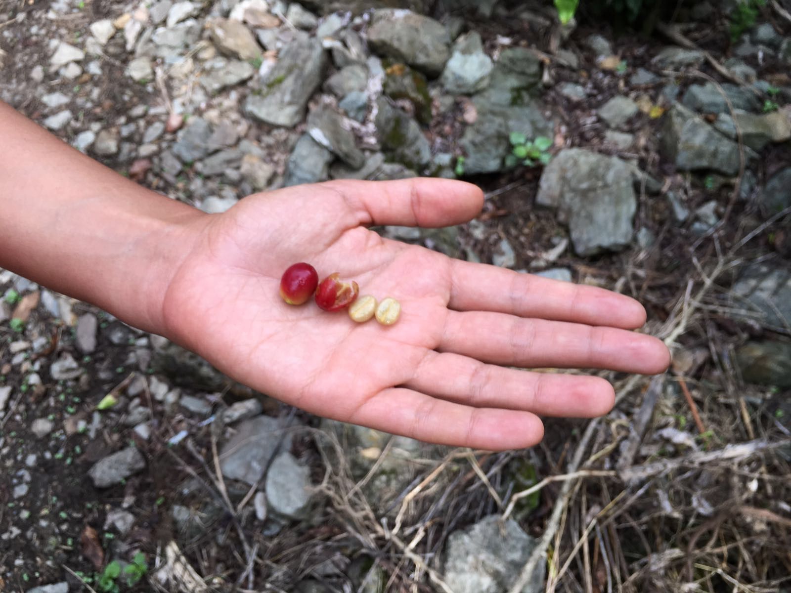 Grano de café peruano en mi mano durante el Camino Inka